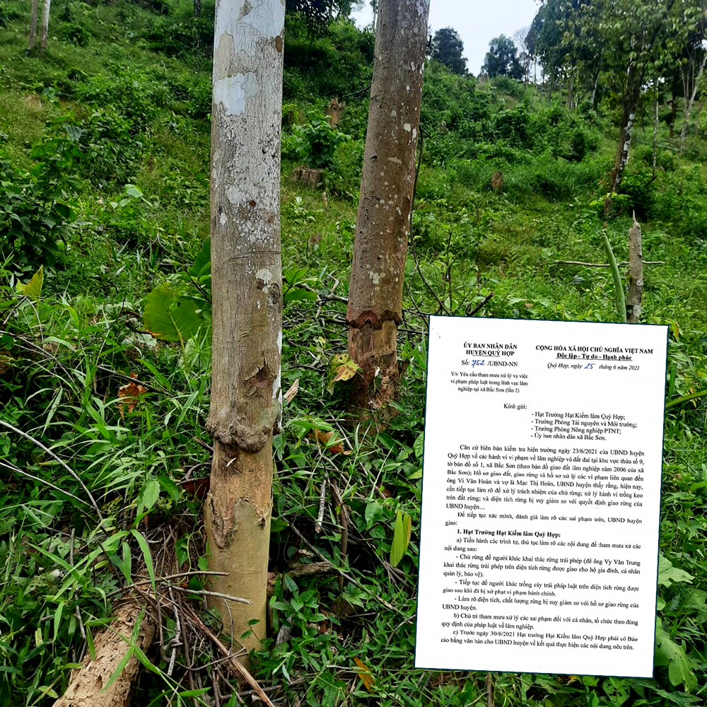 Trên vùng rừng, có nhiều cây chết khô vì bị các đối tượng ken thân, bóc vỏ; Văn bản số 752/UBND-NN ngày 25/6/2021 của UBND huyện Quỳ Hợp.