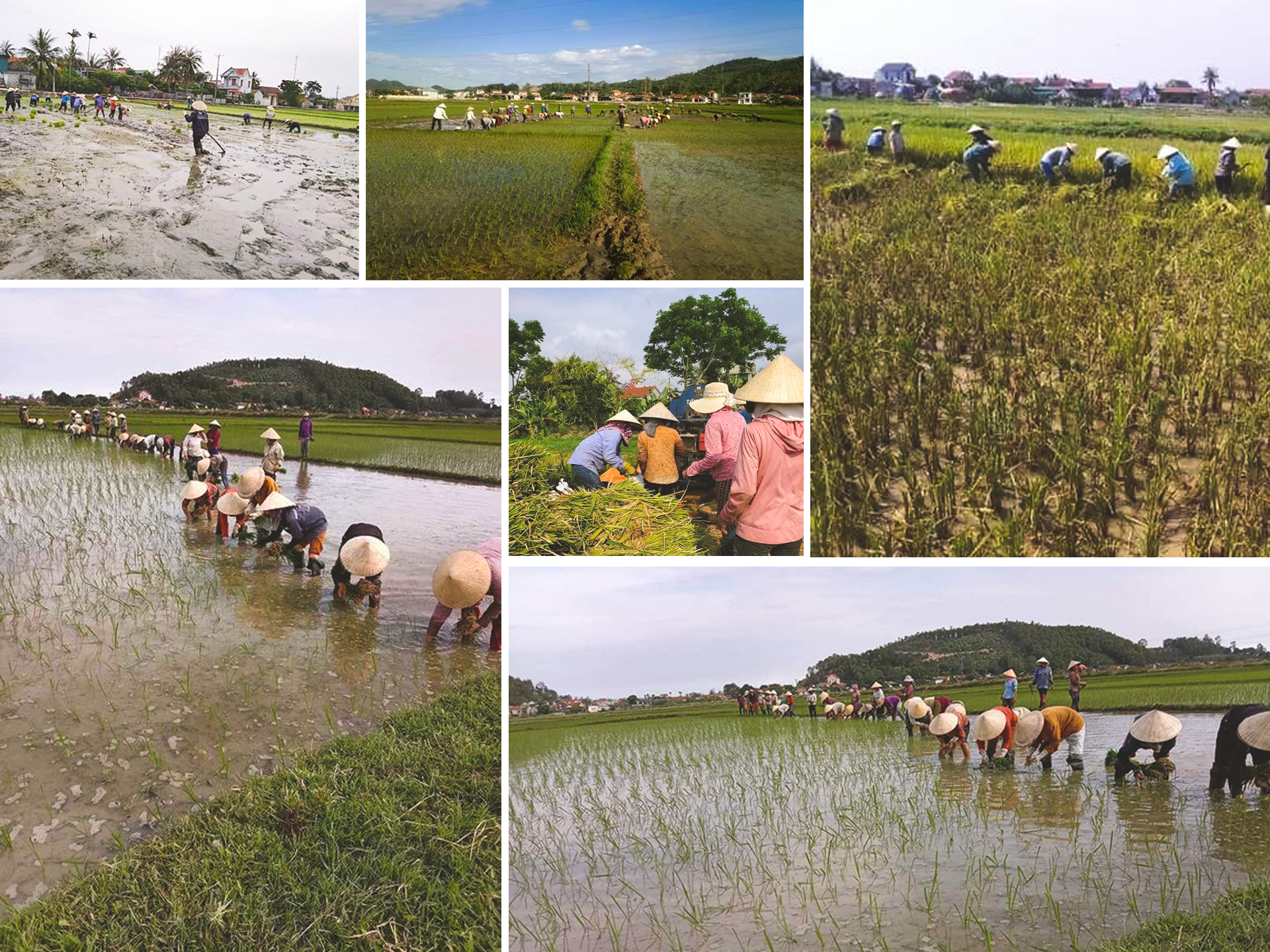 Phong trào trồng lúa gây quỹ được các chi hội phụ nữ ở Quỳnh Lưu duy trì nhiều năm nay.