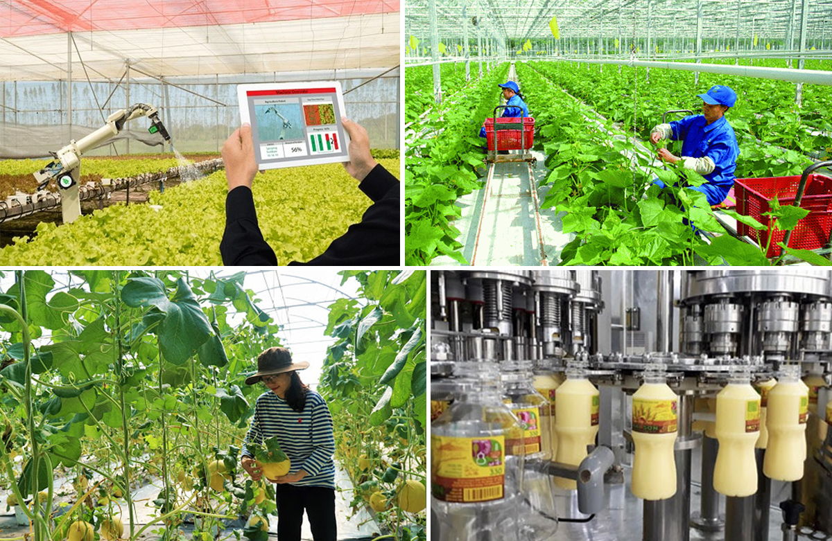 Thời gian qua, Việt Nam đã đạt được nhiều thành tựu nổi bật trong phát triển sản xuất nông nghiệp công nghệ cao. Ảnh tư liệu