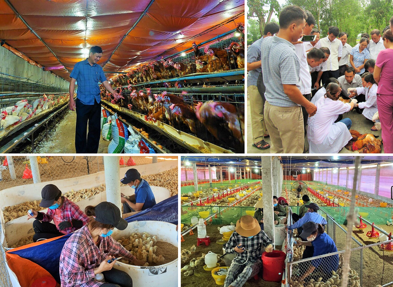 Trang trại chăn nuôi gia cầm; Tập huấn kỹ thuật tiêm vắc-xin cho gia cầm; Tiêm phòng cho gia cầm tại trang trại chăn nuôi ở Diễn Trung (Diễn Châu) và xã Nghi Kiều (Nghi Lộc).