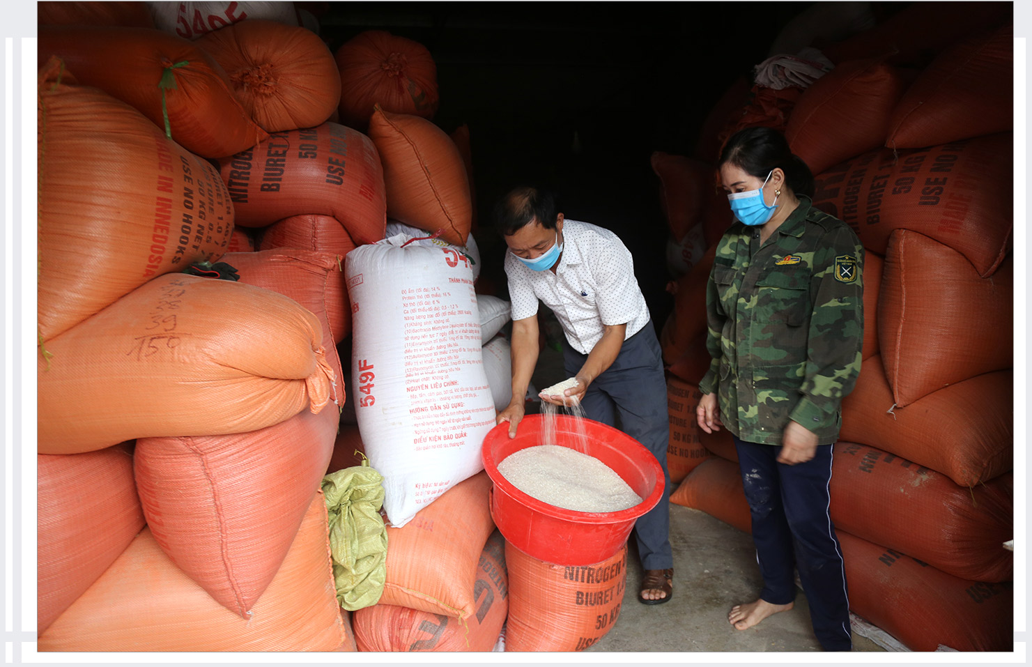 HTX Nam cát liên kết với doanh nghiệp thu mua lúa, bao tiêu sản phẩm giúp xã viên yên tâm sản xuất. Ảnh: Thu Huyền