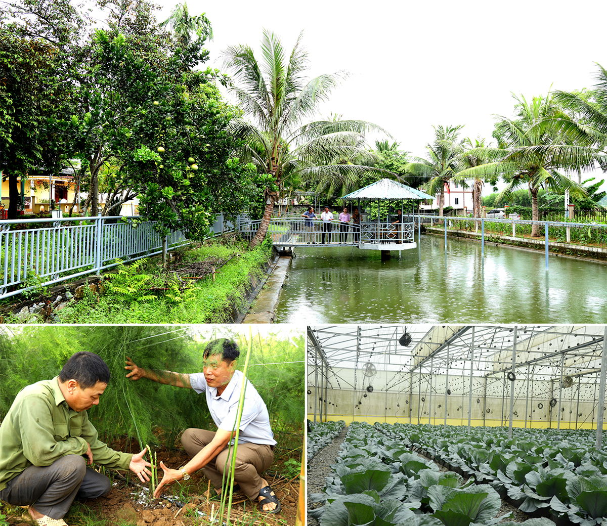 Vườn chuẩn nông thôn mới ở xã Nghĩa Lộc; Cán bộ nông dân xã Nghĩa Hiếu khảo sát mô hình măng tây của nông dân; Mô hình nông nghiệp công nghệ cao sản xuất rau an toàn.