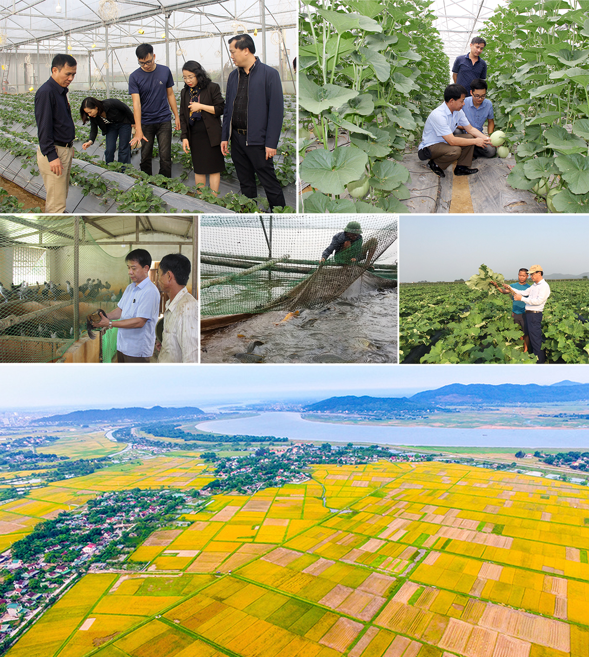 Hưng Nguyên đang tập trung chỉ đạo, khuyến khích phát triển các mô hình nông nghiệp.