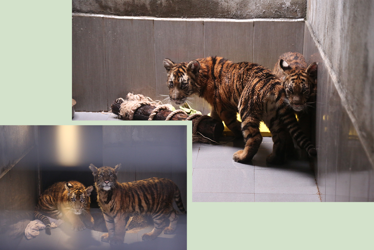 4 trong số 7 cá thể hổ đang được chăm sóc bảo vệ tại Trung tâm.