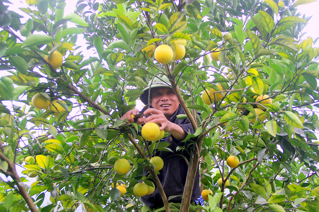 Cam Vinh là một trong những cây trồng truyền thống chủ lực và là sản phẩm đặc sản của tỉnh Nghệ An. Ảnh: Quang An