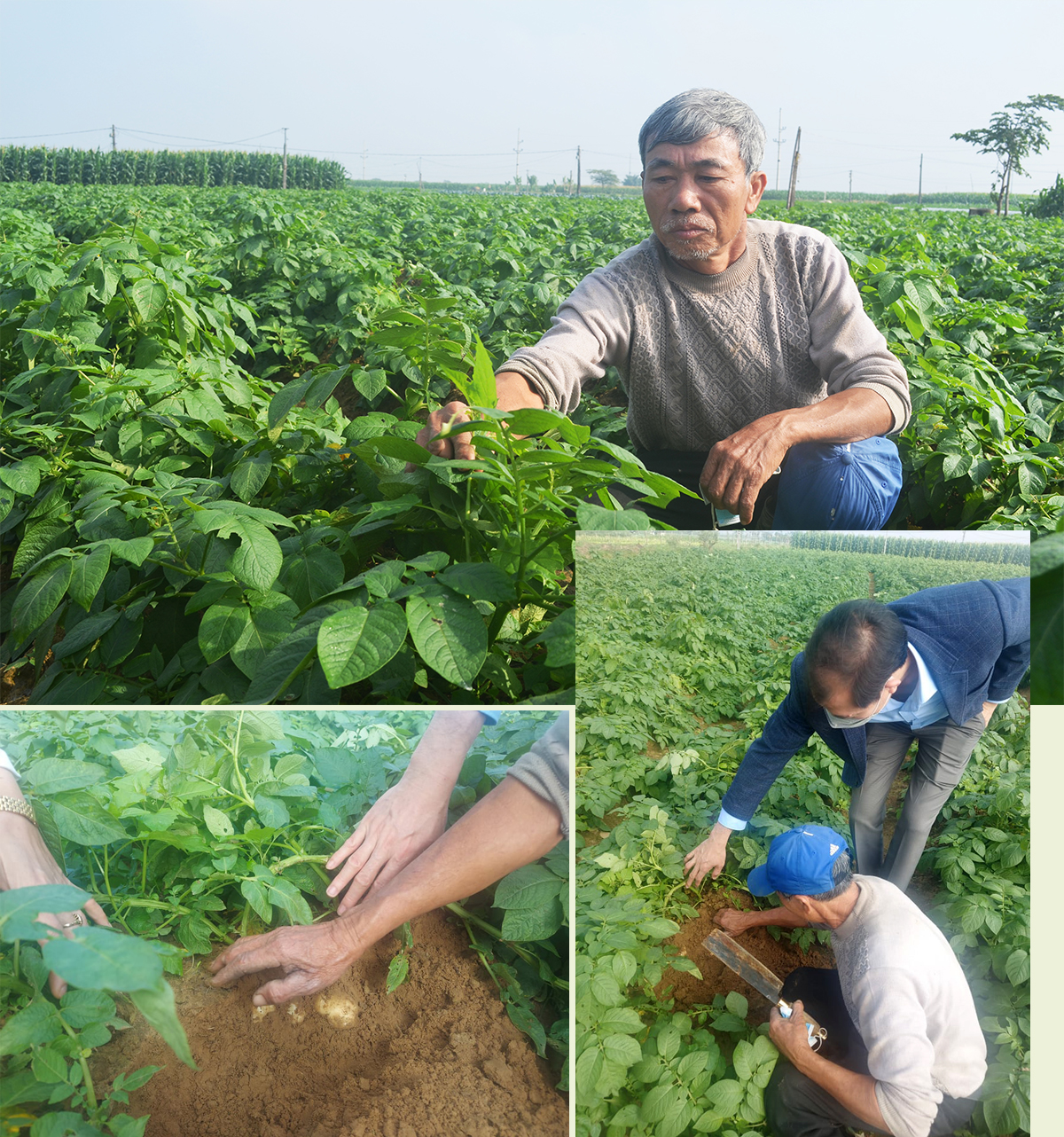 Giám đốc HTX CP dịch vụ nông nghiệp THQ, ông Trần Đình Hạnh bên những vồng khoai tây giống.