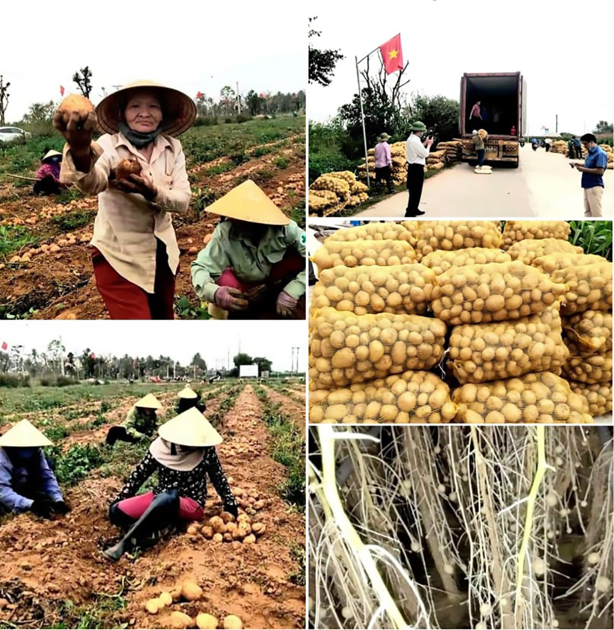 Những hình ảnh thu hoạch khoai tây Alantic Giám đốc Sở KH&CN Trần Quốc Thành đưa lên facebook cá nhân dịp tháng 2/2021.