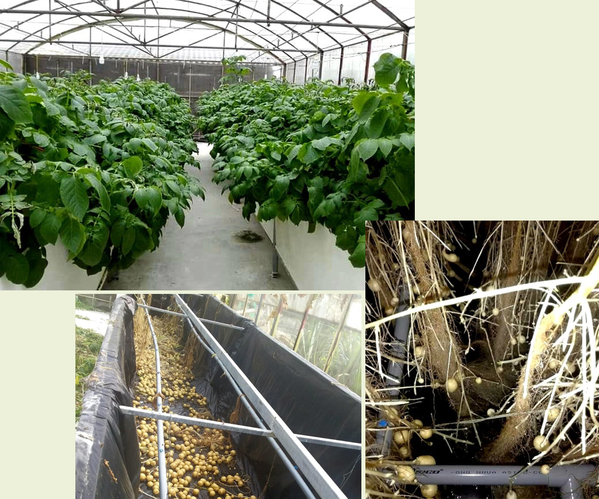 Sản xuất khoai tây giống bằng phương pháp khí canh tại Trung tâm Ứng dụng tiến bộ KHCN tỉnh.