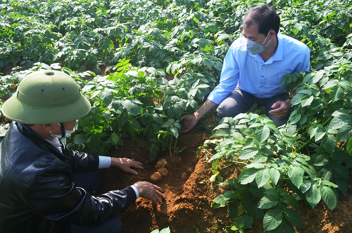 Viện trưởng Nguyễn Xuân Trường cùng Giám đốc HTX Nông nghiệp Diễn Phong, ông Quế Văn Duyên kiểm tra sự phát triển củ của cây khoai tây thương phẩm.