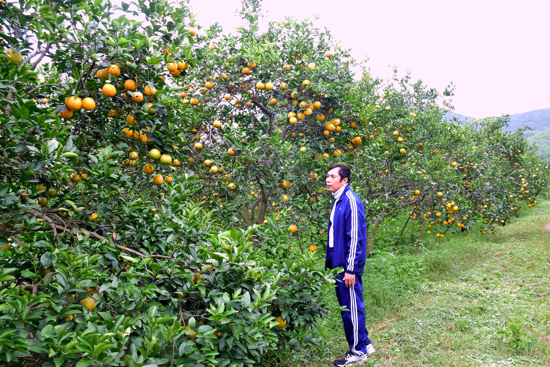 Ông Trịnh Xuân Giáo bên trang trại cam của mình tại xã Đồng Thành, huyện Yên Thành. Ảnh: Xuân Hoàng