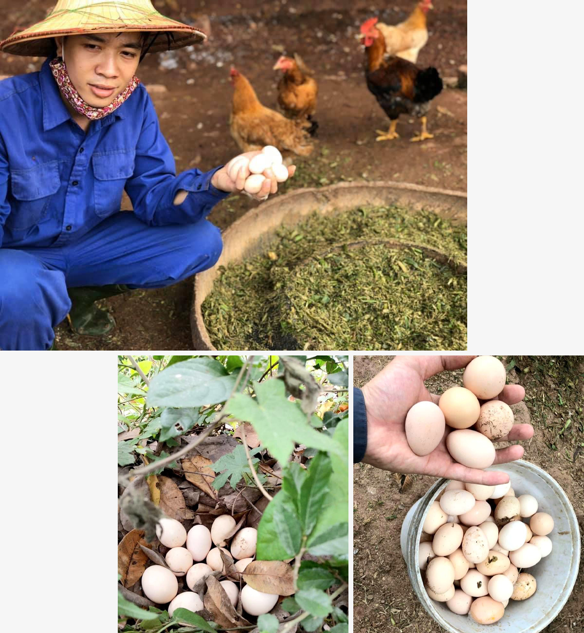 Nguyễn Văn Luật với những quả trứng gà an toàn sinh học; Những quả trứng gà an toàn sinh học của HTX dịch vụ nông nghiệp thị trấn Quỳ Hợp.