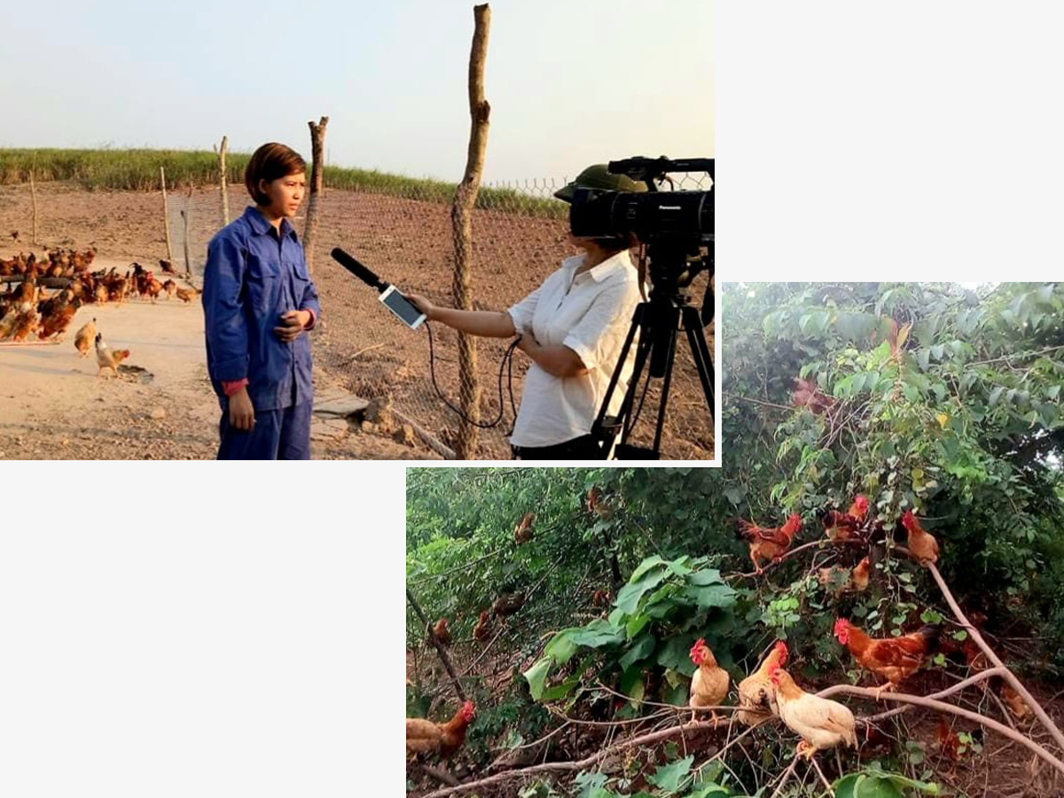 Chủ nhân quả trứng gà an toàn sinh học, chị Trần Thị Thúy Hồng trước ống kính phóng viên; Gà nuôi thả tại trang trại Luật Hồng.
