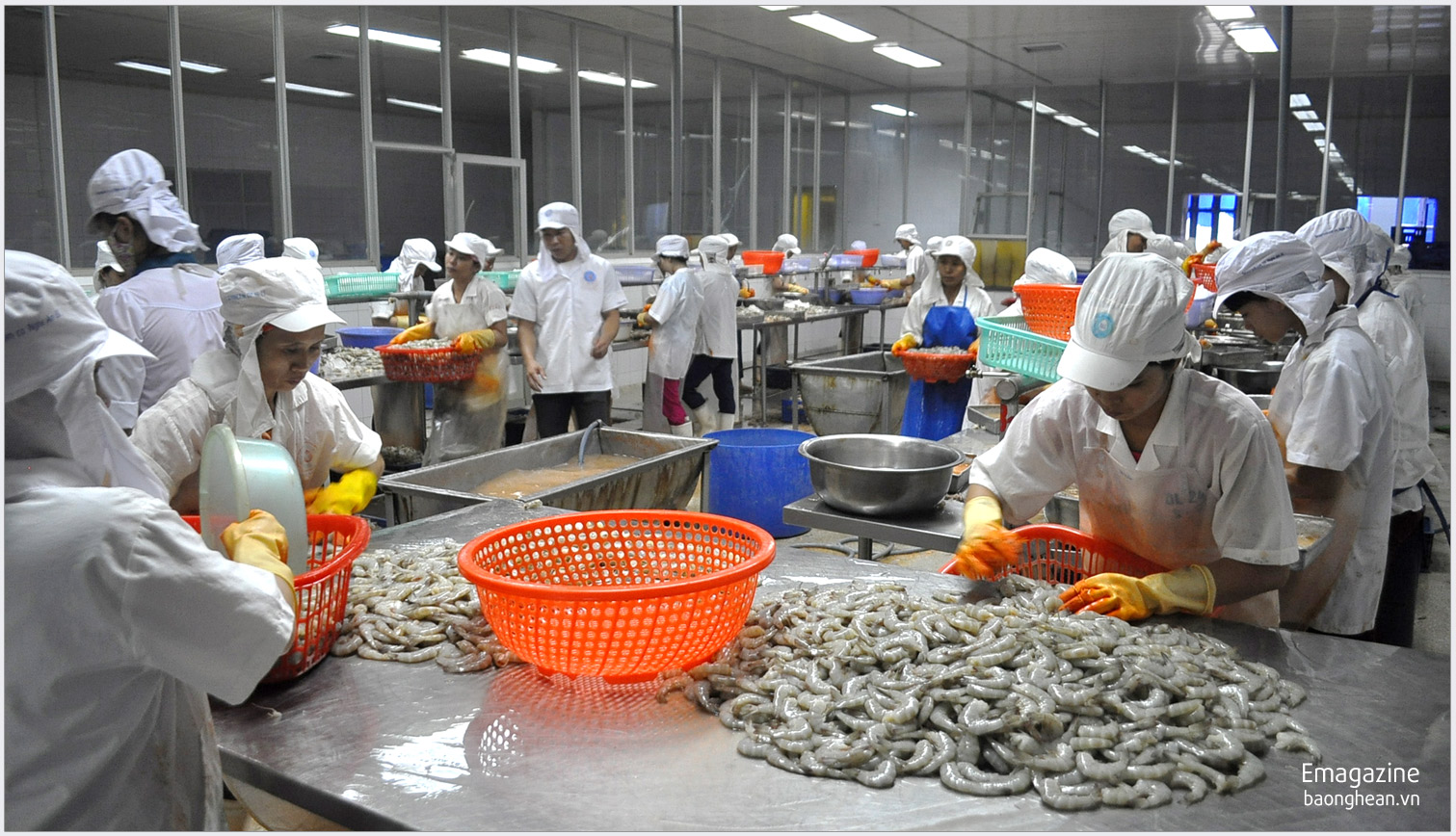Chế biến tôm xuất khẩu tại Công ty 38B ở thị trấn Cầu Giát (Quỳnh Lưu). Ảnh: Nguyễn Hải