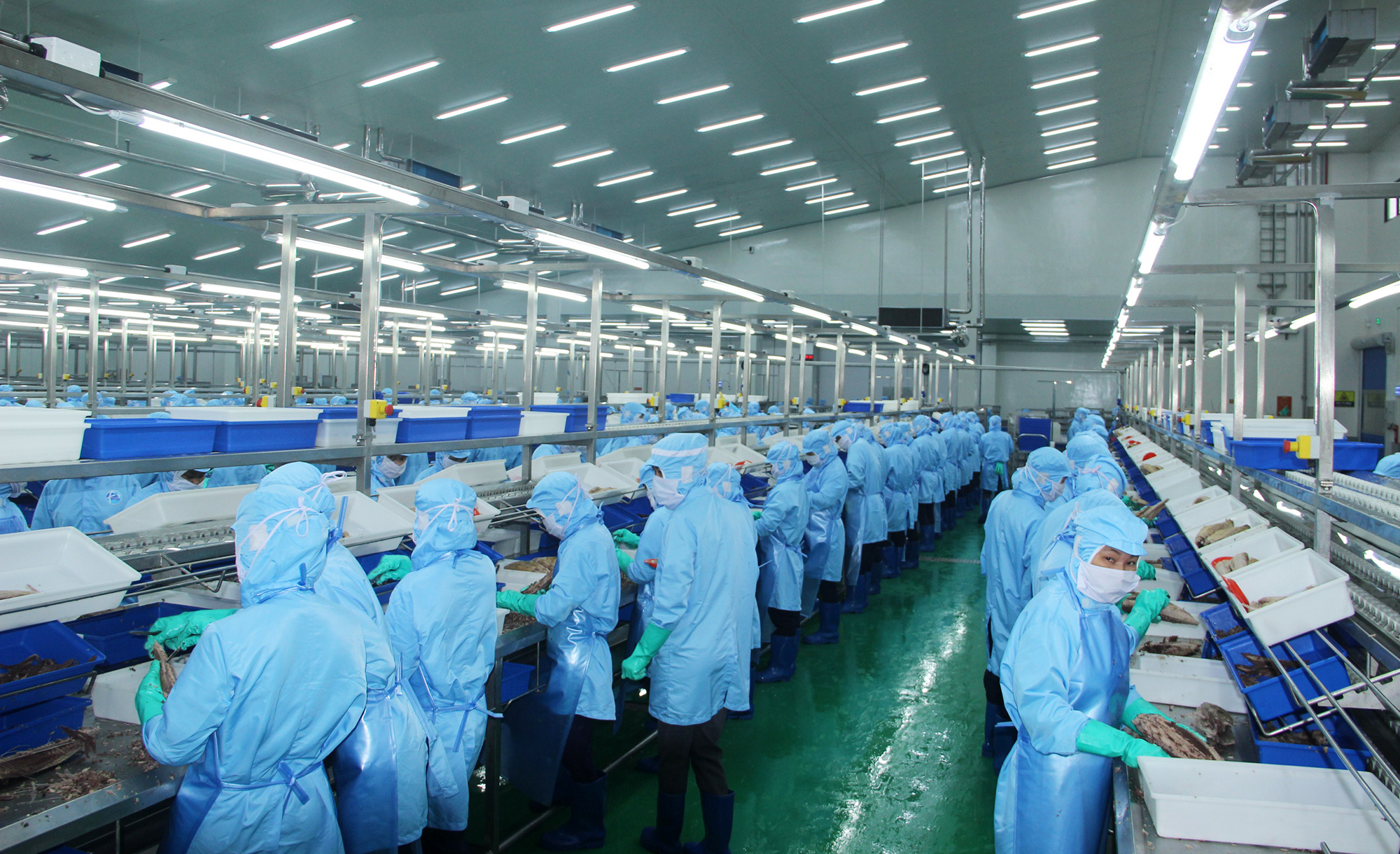 Dây chuyền chế biến cá ngừ tại Nhà máy Chế biến cá ngừ Fescol Tuna tại KKT Đông Nam.