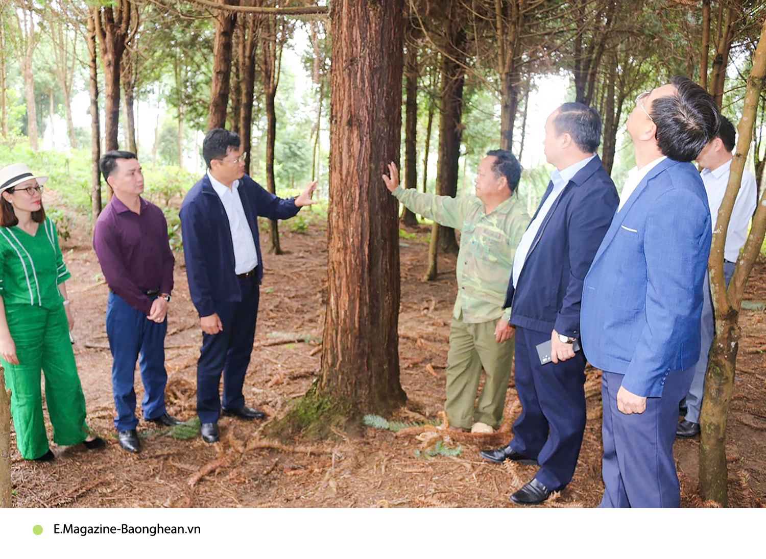 Đoàn công tác thăm rừng pơ mu, sa mu 7.000 cây của ông Vừ Vả Chống ở xã Huồi Tụ, huyện Kỳ Sơn.