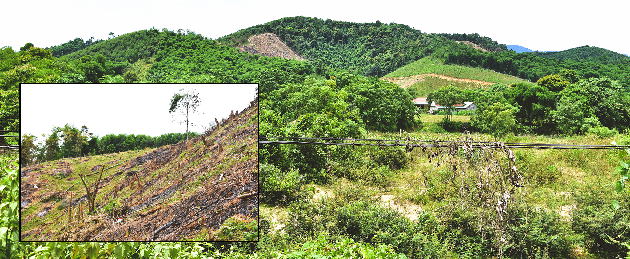 Hiện trạng rừgg cộng đồng bị chặt phá tại bản Tổng Tiến; Các khoảnh rừng tự nhiên đan xen rừng trồng của người dân ở bản Tổng Tiến, xã Đôn Phục.