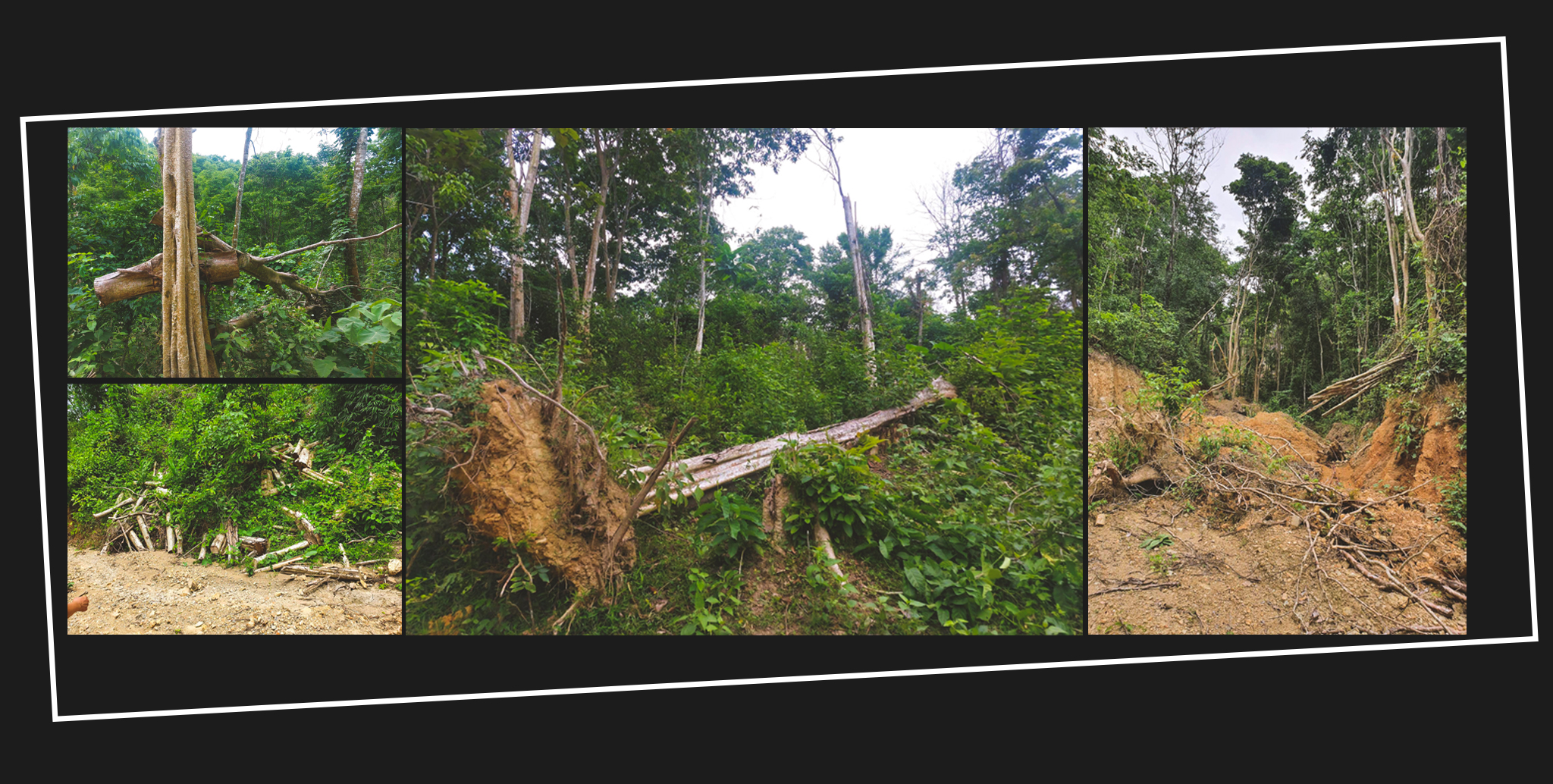Cây rừng bị chặt tại bản Tổng Tiến; Cây săng lẻ tại vùng rừng cộng đồng ở bản Tổng Tiến bị đào; Hình ảnh người dân cung cấp về hiện trạng chặt phá rừng tự nhiên ở xã Đôn Phục.