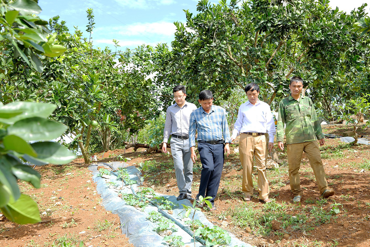 Cán bộ xã Nghĩa Lâm (Nghĩa Đàn) thăm mô hình trồng cây ăn quả có diện tích 5ha trên địa bàn. Ảnh: NS