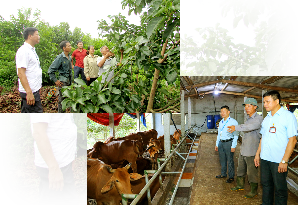 Mô hình trồng cây bơ và chăn nuôi gia súc lớn ở xã Nghĩa Phú (Nghĩa Đàn). Ảnh: Minh Thái - NS