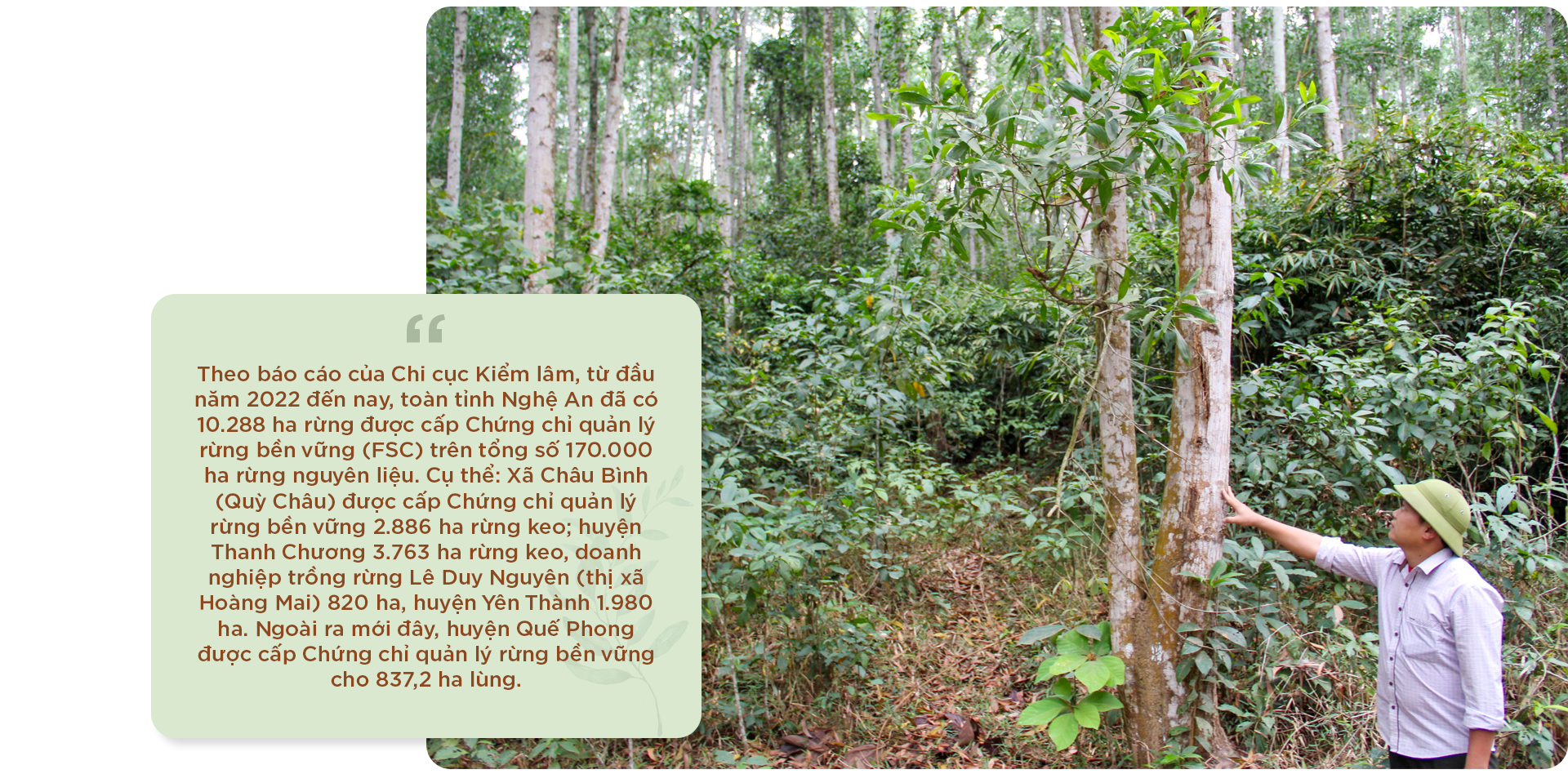 Xã Châu Bình, huyện Quỳ Châu được cấp chứng chỉ quản lý rừng bền vững 2.886 ha rừng keo.