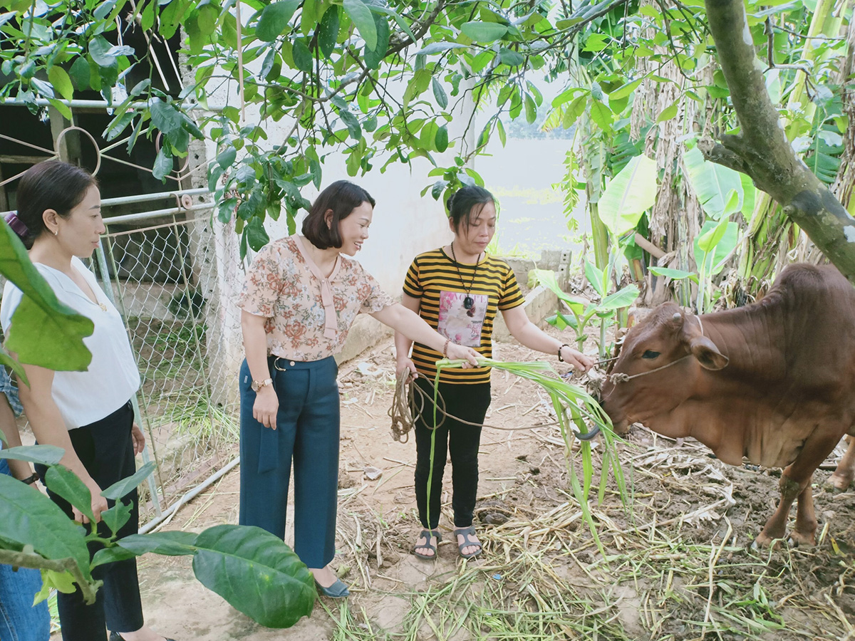Đồng chí Phạm Thị Hải Yến - Trưởng ban Dân vận Huyện ủy, Chủ tịch Ủy ban MTTQ huyện Quỳnh Lưu (ở giữa) kiểm tra, giám sát hiệu quả hỗ trợ bò nuôi cho người nghèo.