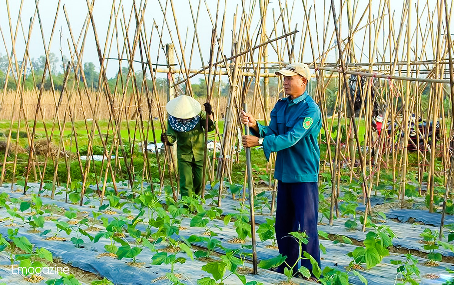 Cây bí xanh đem lại hiệu quả kinh tế cao tại xã Thanh Lĩnh, huyện Thanh Chương. Ảnh: Phú Hương