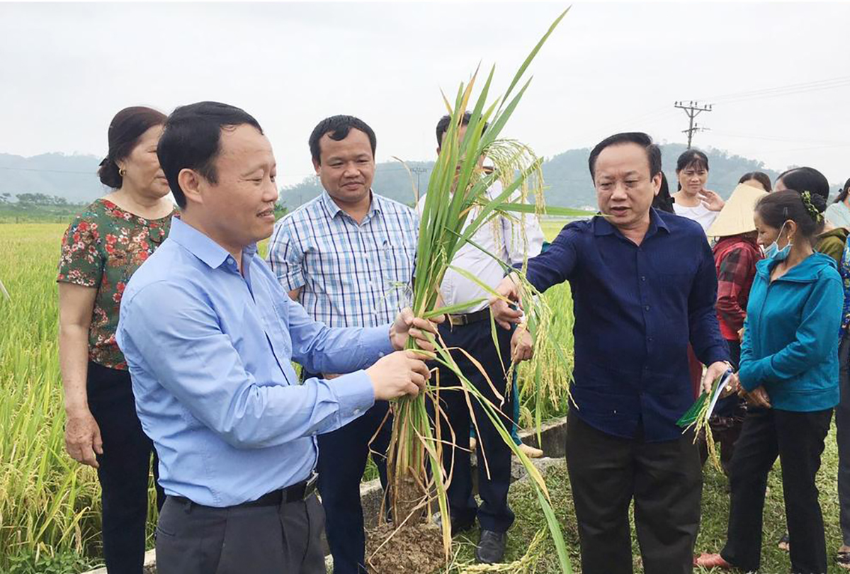 Mô hình trồng lúa thân thiện với môi trường tại xã Thanh Khai (Thanh Chương). Ảnh: Thanh Lê