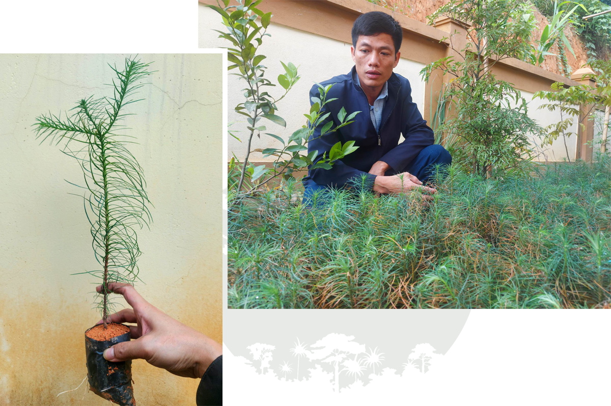 Phó Giám đốc Khu Bảo tồn thiên nhiên Pù Hoạt Lê Văn Nghĩa và những cây Sa mu giống ở Trạm giống Na Chạng.