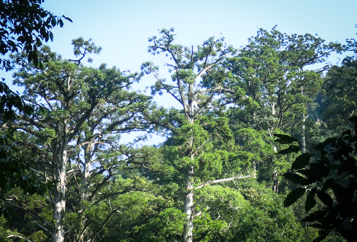 Những cây Sa mu trong vùng rừng biên giới Quế Phong.