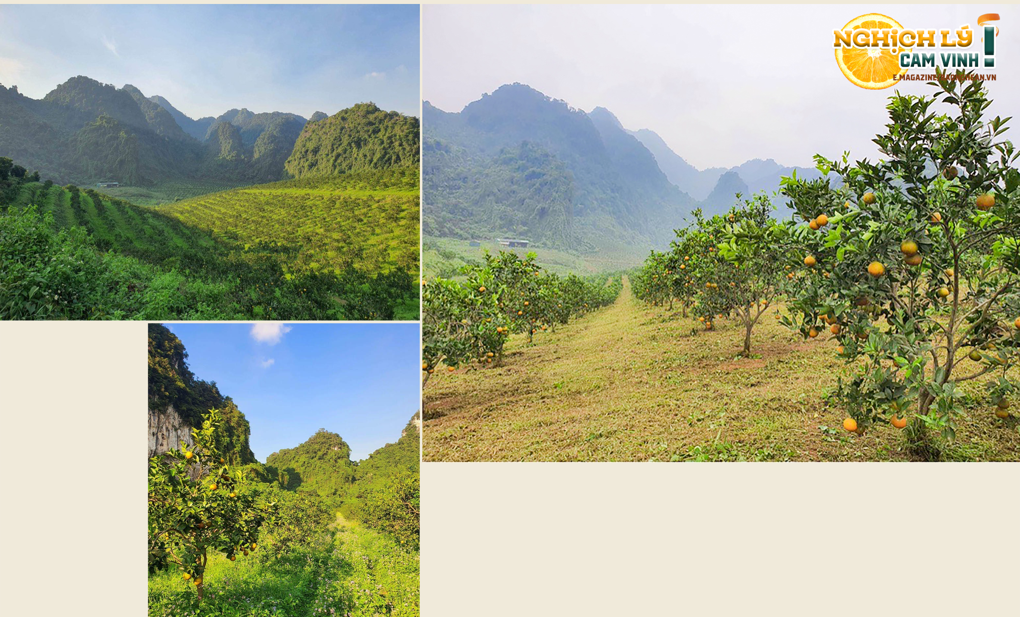 Trang trại Thiên Sơn trồng 60 ha cam ở huyện Con Cuông đã cho thu hoạch. Ảnh: Trân Châu