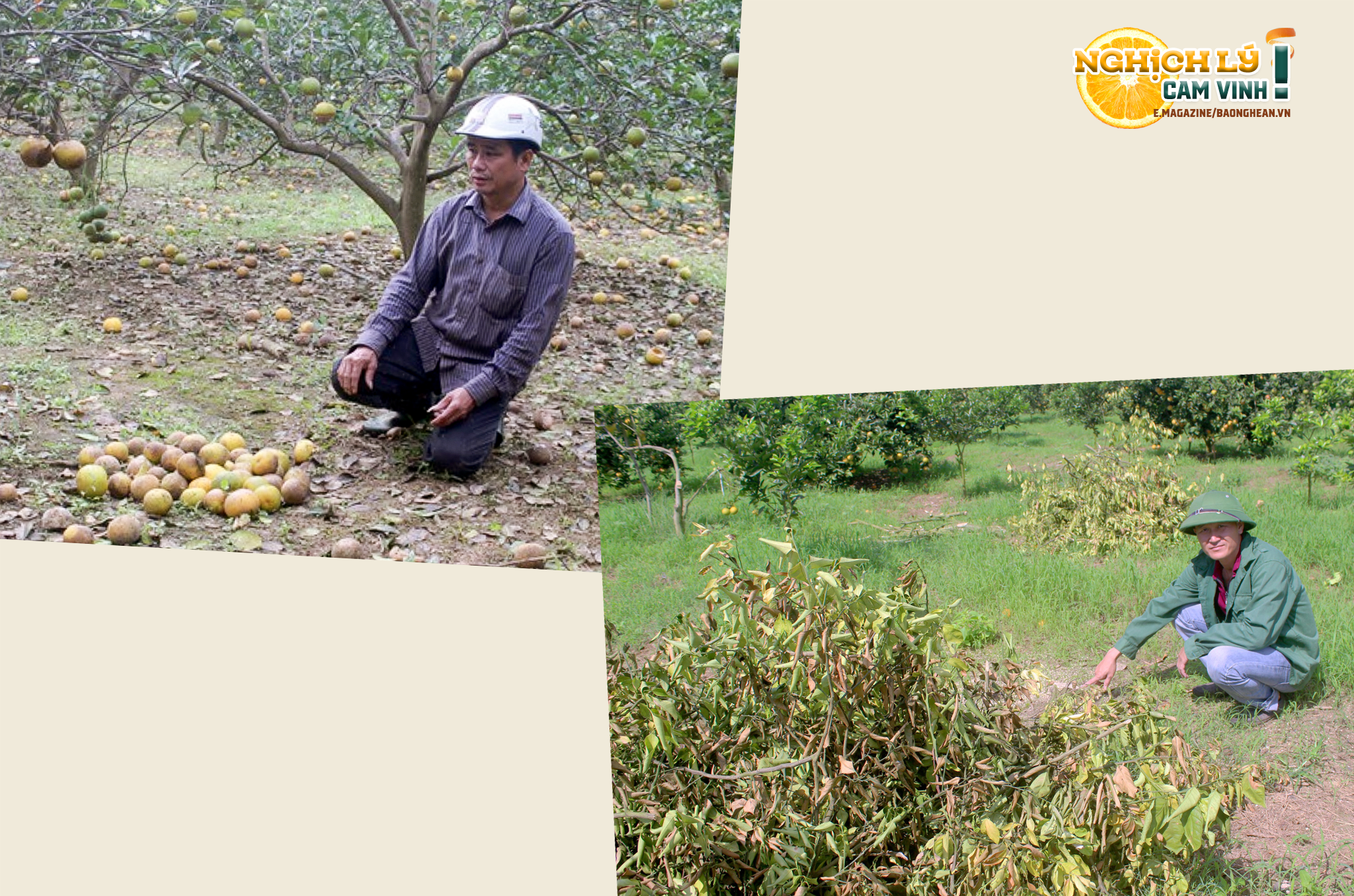 Người dân Quỳ Hợp buộc phải chặt bỏ cây cam vì bị nhiễm bệnh, giảm năng suất; Nhiều chủ vườn cam ở huyện Con Cuông mất trắng, thiệt hại lớn. Ảnh: Quang An - Bảo Hân