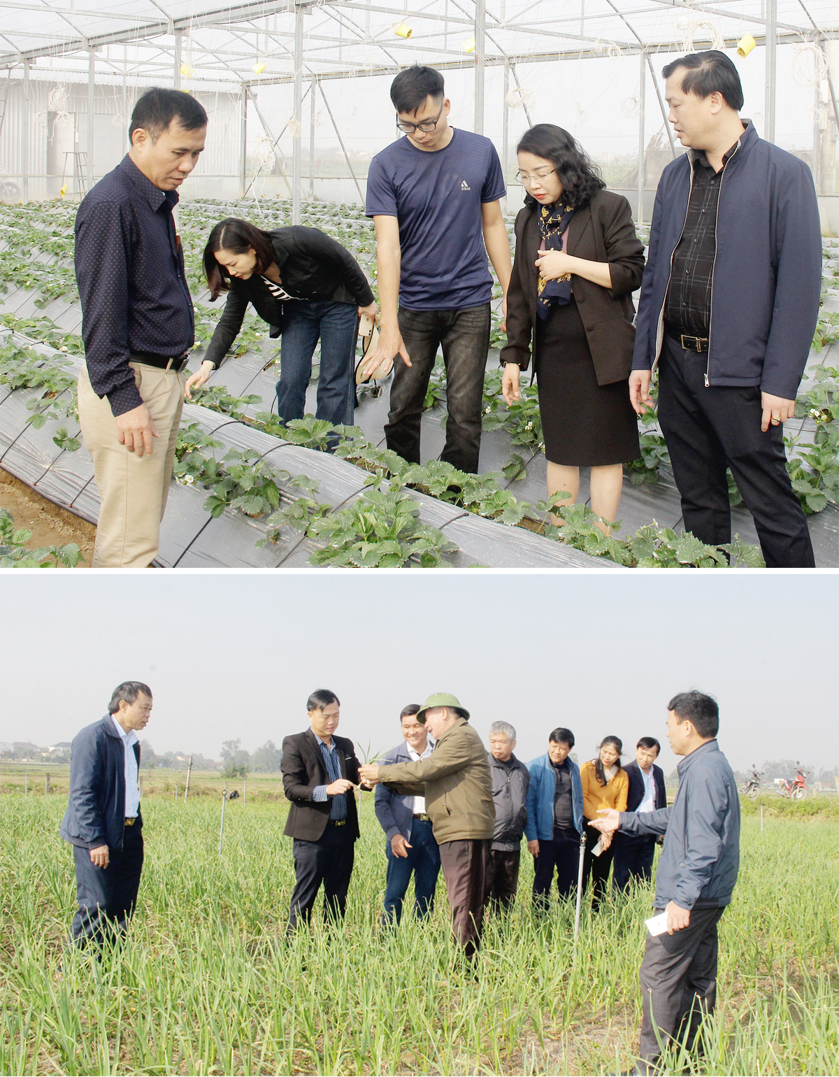 Lãnh đạo huyện tìm hiểu mô hình trồng dâu tây tại xã Hưng Thành và kiểm tra hiệu quả mô hình cây tỏi trên đồng đất xã Hưng Tân.