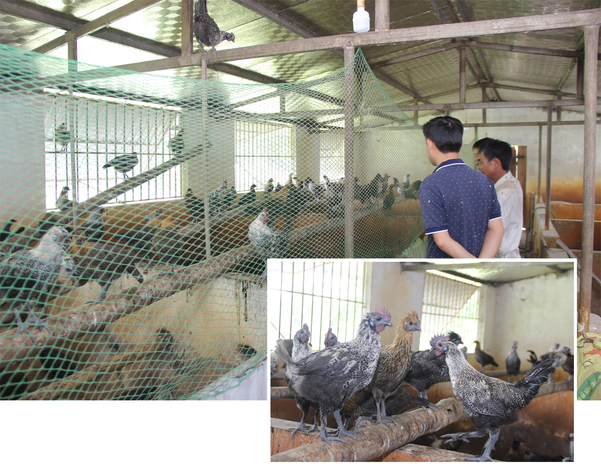 Mô hình chăn nuôi gà đen tại xã Hưng Tân.