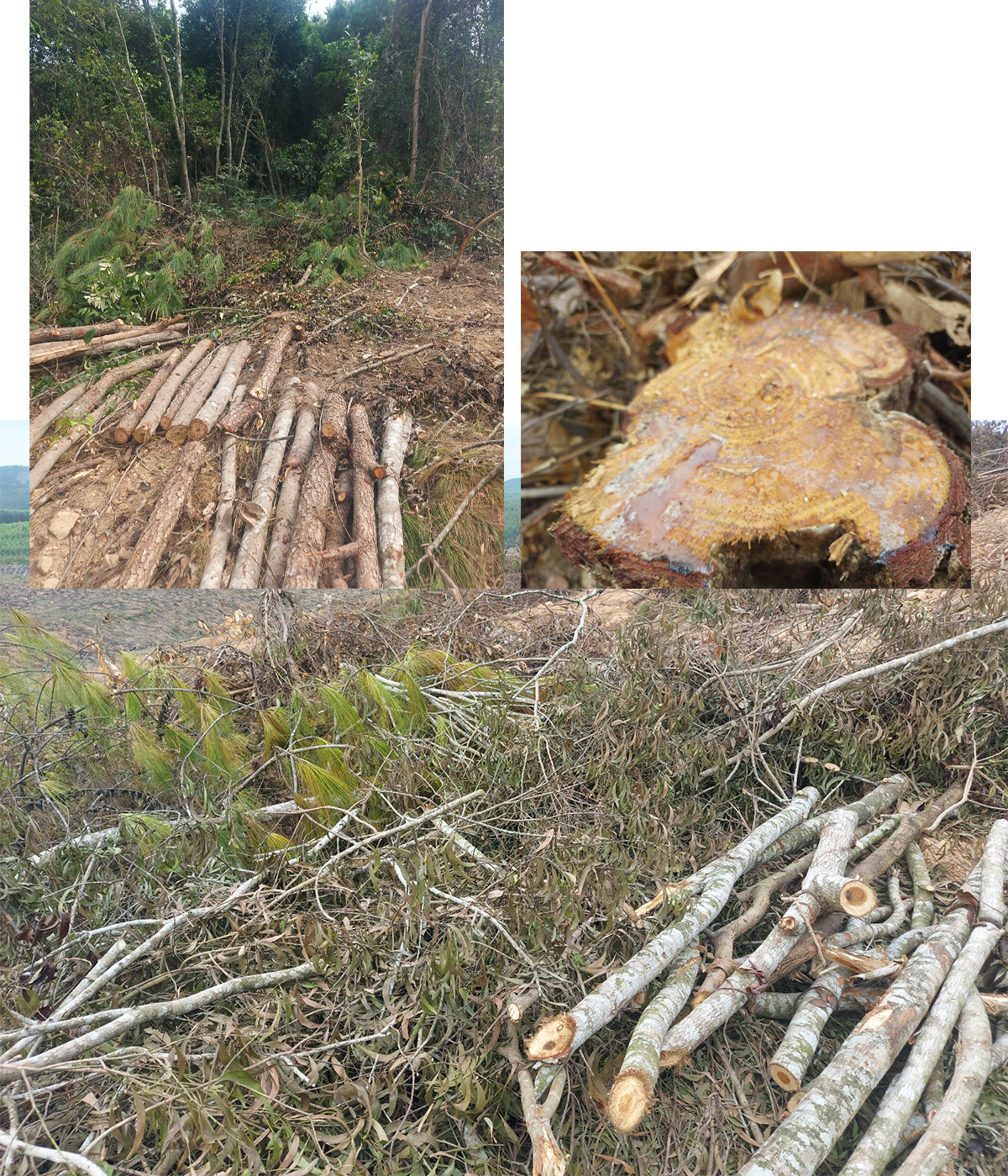 Hiện trường vụ phá rừng trên địa bàn xã Quỳnh Châu, huyện Quỳnh Lưu.