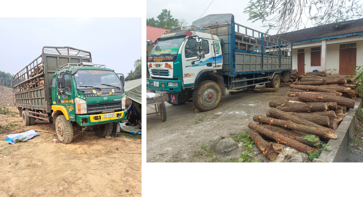 Phương tiện ô tô tải và gỗ trong vụ phá rừng trên địa bàn xã Quỳnh Châu đang bị tạm giữ.