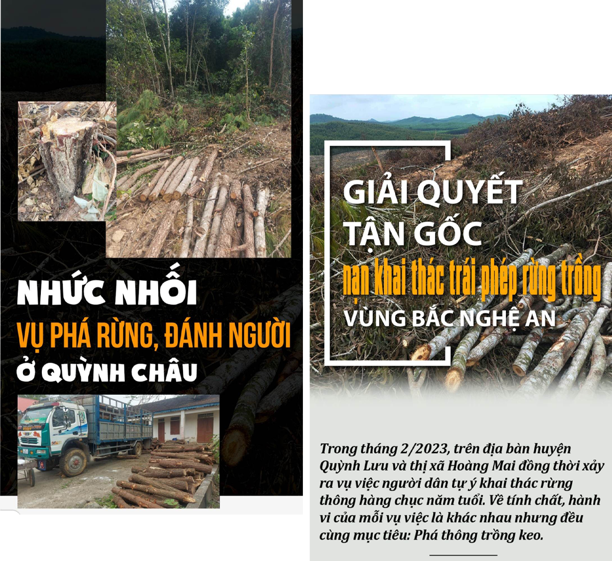Bìa các bài viết “Nhức nhối vụ phá rừng, đánh người ở Quỳnh Châu”; “Giải quyết tận gốc nạn khai thác trái phép rừng trồng vùng Bắc Nghệ An”.