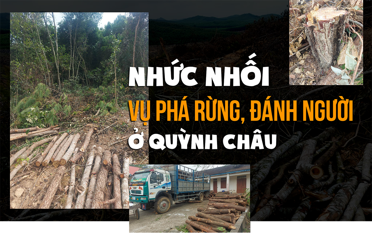 Bìa bài viết “Nhức nhối vụ phá rừng, đánh người ở Quỳnh Châu”.