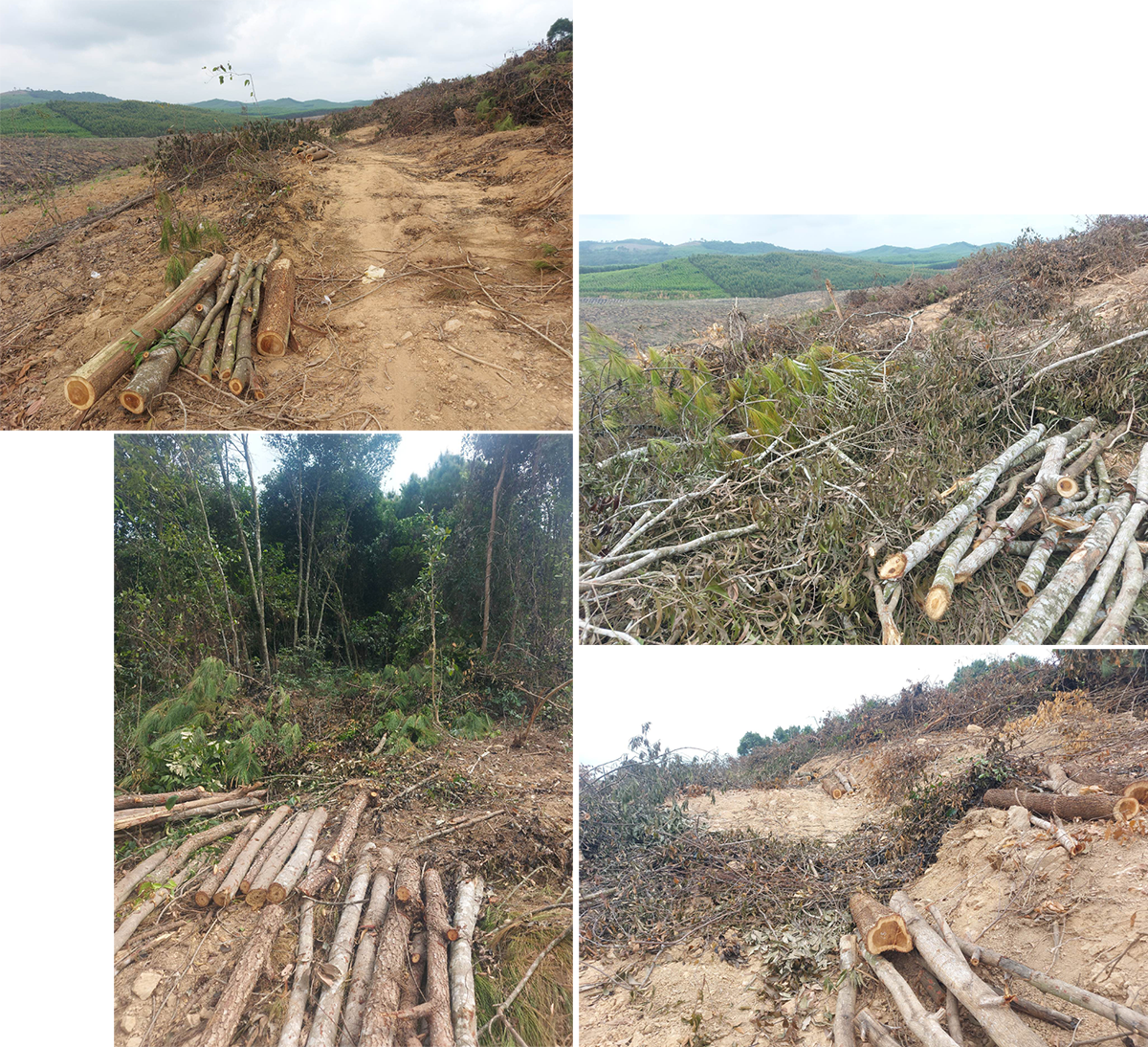 Vùng rừng thông, keo thuộc lô 1, khoảnh 3, tiểu khu 343B bị hủy hoại.
