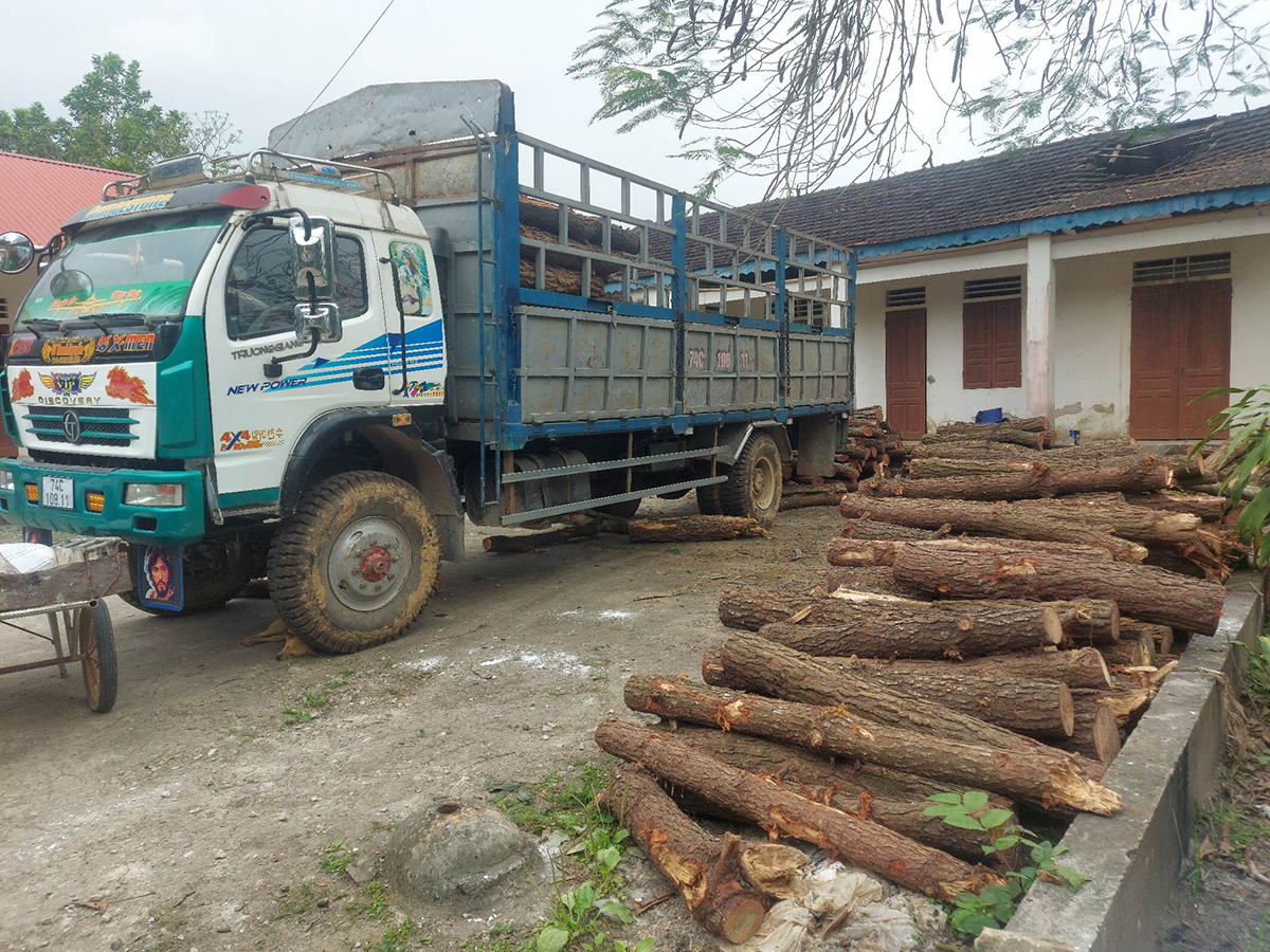 Phương tiện ô tô và gỗ thông bị những kẻ phá rừng cắt hạ đang được bảo quản tại Trạm bảo vệ rừng Lèn Ngồi.