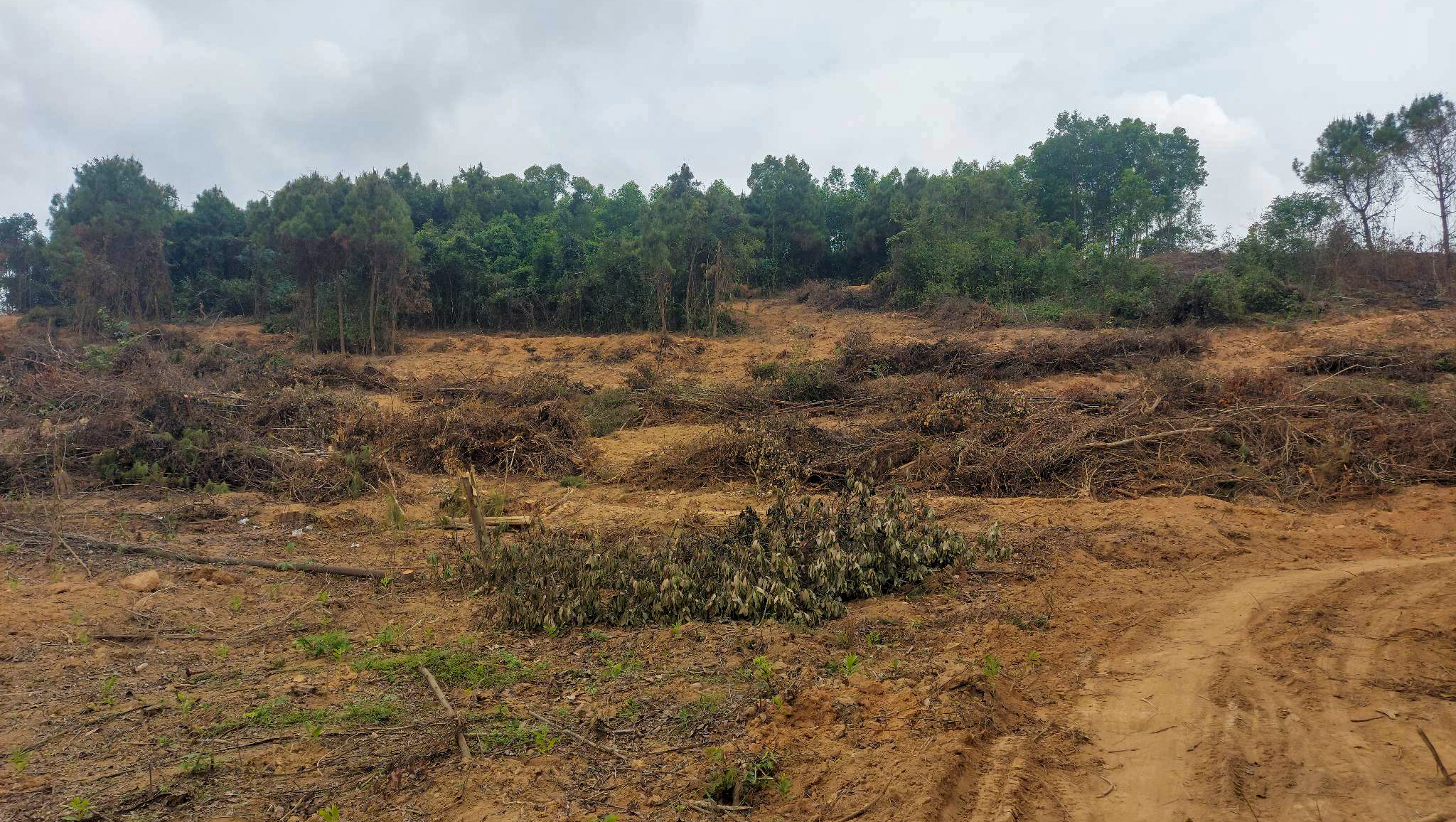 Hiện trường vùng rừng thông, keo thuộc lô 1, khoảnh 3, tiểu khu 343B bị phá hoại.