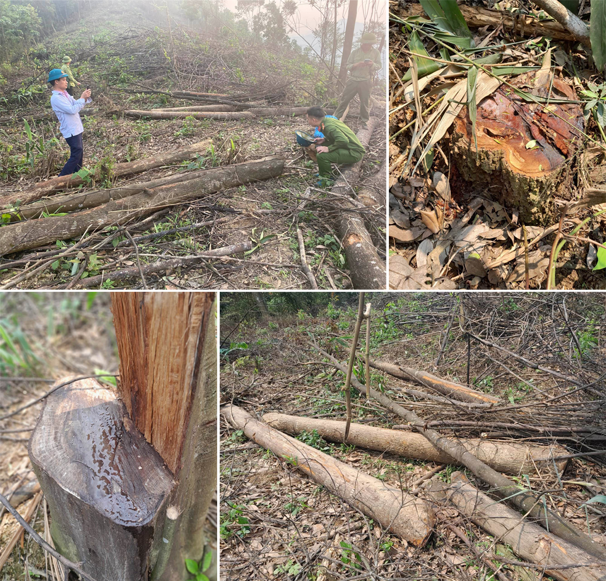 Hiện trường vụ phá rừng trên núi Giăng Màn, trong phạm vi đất rừng tự nhiên do ông Cao Trọng Hồng là chủ rừng.