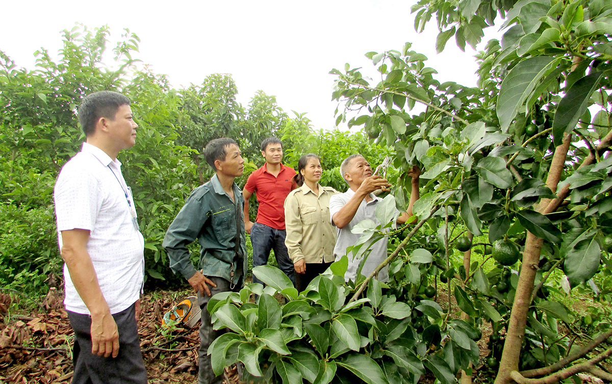 Lãnh đạo xã Nghĩa Phú kiểm tra mô hình trồng cây bơ ở cơ sở. Ảnh tư liệu: Minh Thái