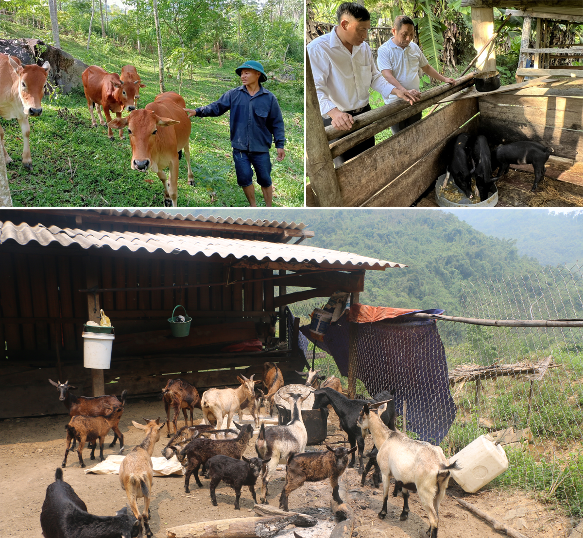 Một số mô hình chăn nuôi của người dân xã Tam Hợp (Tương Dương). Ảnh: CSCC - Gia Huy