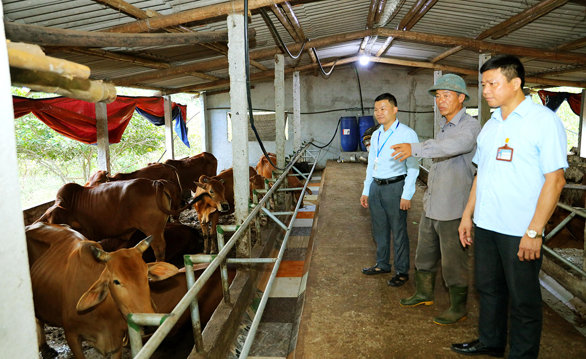 Mô hình chăn nuôi gia súc lớn ở xã Nghĩa Phú (Nghĩa Đàn). Ảnh: N.N