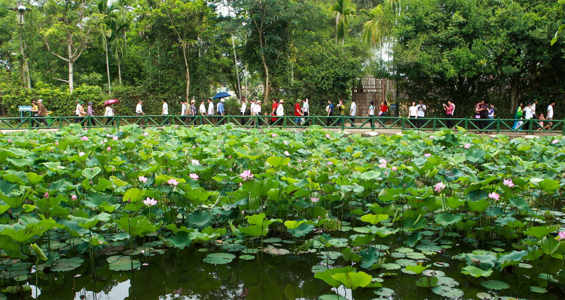 Những hồ sen ở làng Sen, làng Hoàng Trù đã đơm bông, tỏa ngát hương thơm chào đón du khách.