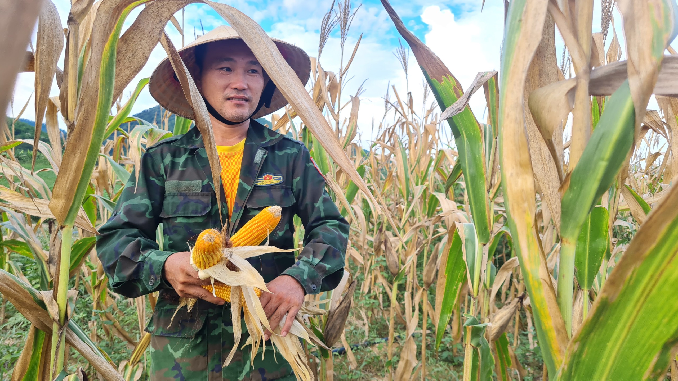 Anh Trần Văn Đô, thôn Bãi Sở, xã Tam Quang (Tương Dương) thu hoạch ngô trái vụ.