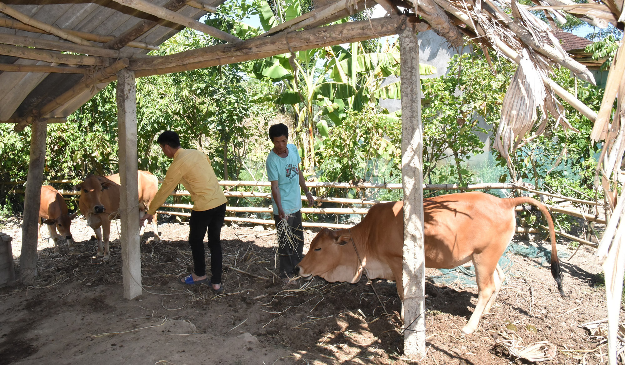 Anh Vi Văn Diệu - Phó Chủ tịch MTTQ xã Thạch Ngàn thăm bò sinh sản của gia đình ông Lô Văn Kinh.