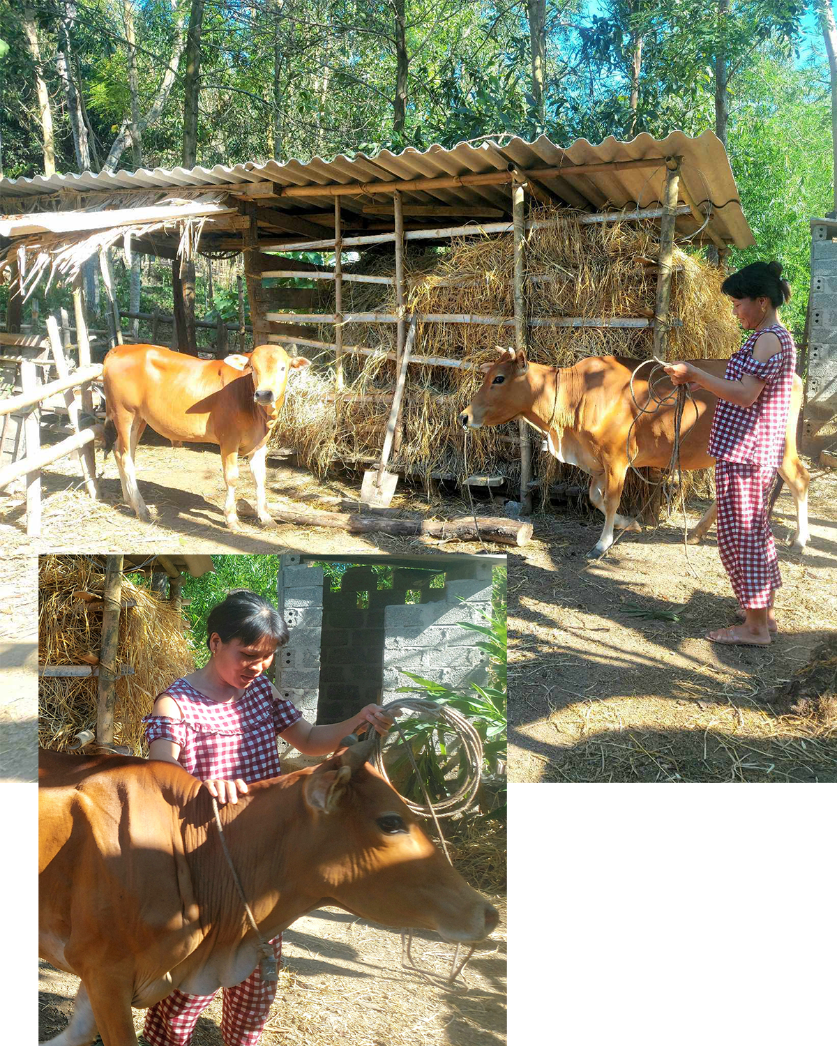 Chị Nguyễn Thị Hai phấn khởi với những con bò của gia đình.