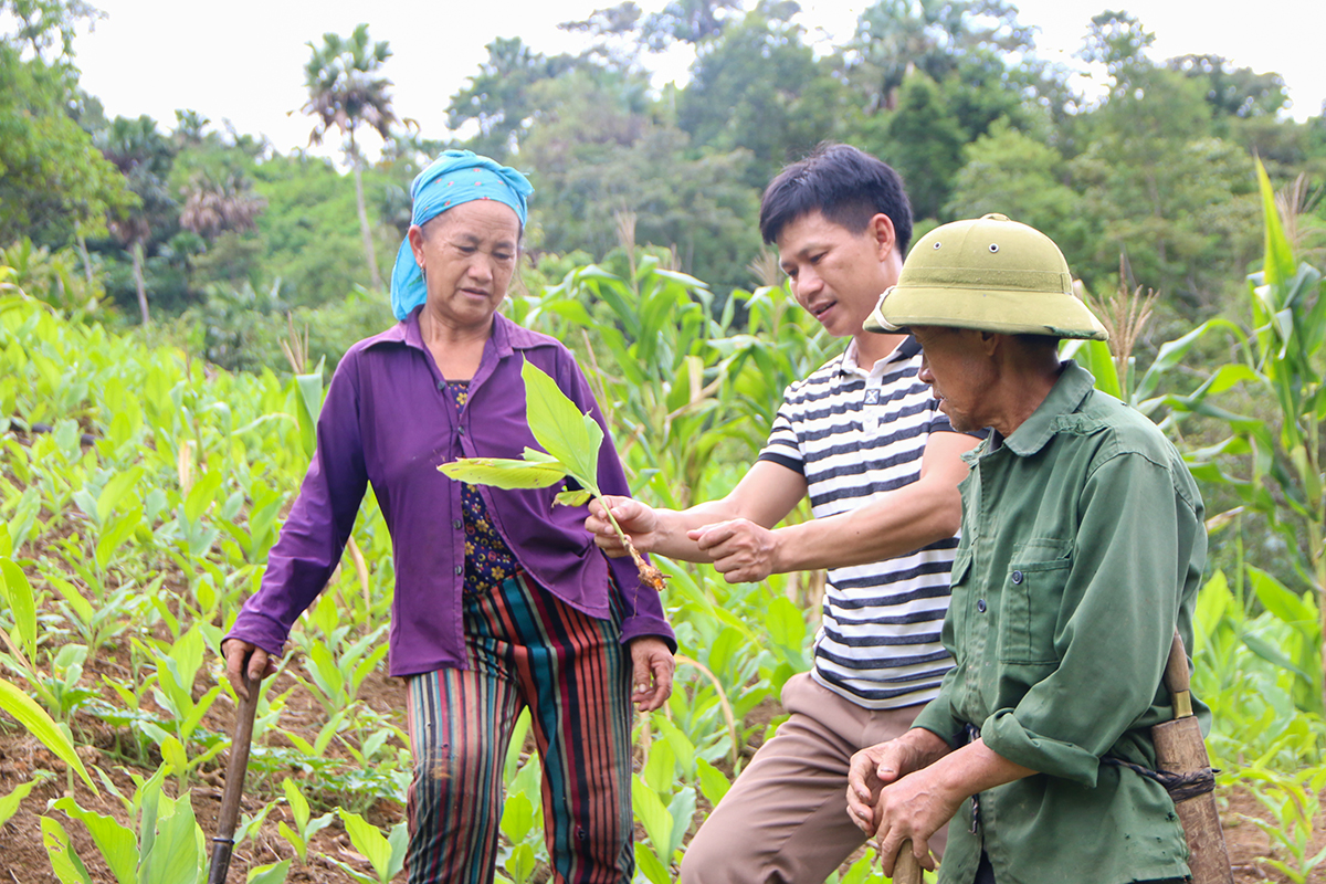 Cán bộ Tổng đội TNXP 9 hướng dẫn cho người dân cách trồng, chăm sóc cây nghệ đỏ.