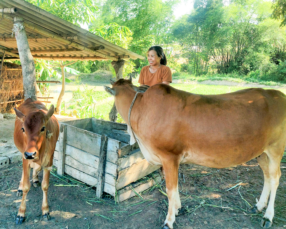 Từ Chương trình Ngân hàng bò, gia đình chị Lô Thị Thúy đã có được hai mẹ con bò.